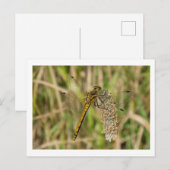 Weibliche schwarze Darter Dragonfly Postkarte (Vorne/Hinten)