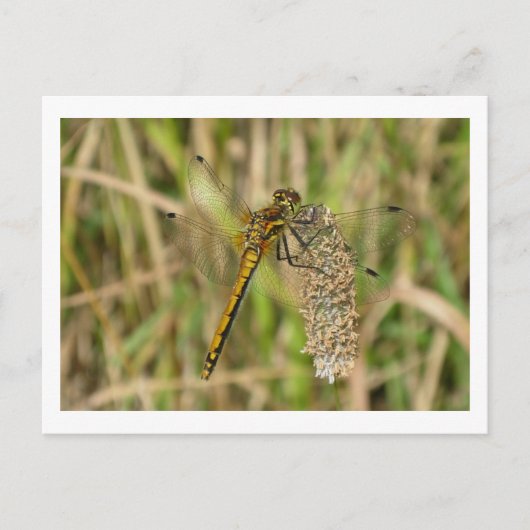 Weibliche schwarze Darter Dragonfly Postkarte (Vorderseite)