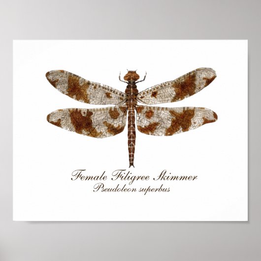 Weibliche Skimmer-Daronfly Poster (Vorne)
