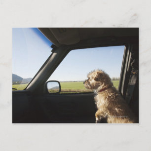 Weibliche Terrier X sitzend, wenn Vordersitz Postkarte