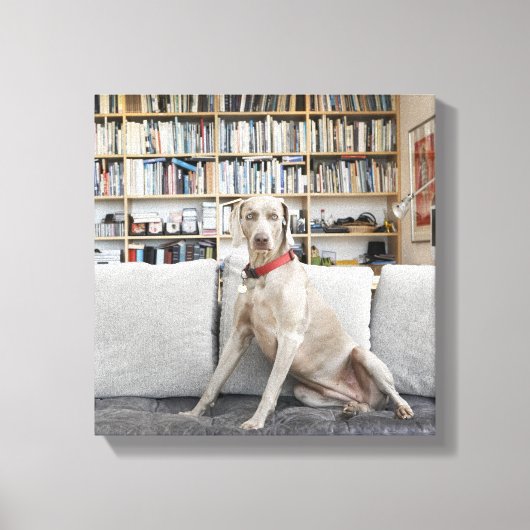 Weibliche Tiere Leinwanddruck (Vorderseite)