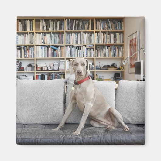 Weibliche Tiere Magnet (Vorne)