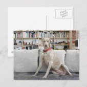 Weibliche Tiere Postkarte (Vorne/Hinten)