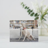 Weibliche Tiere Postkarte (Stehend Vorderseite)