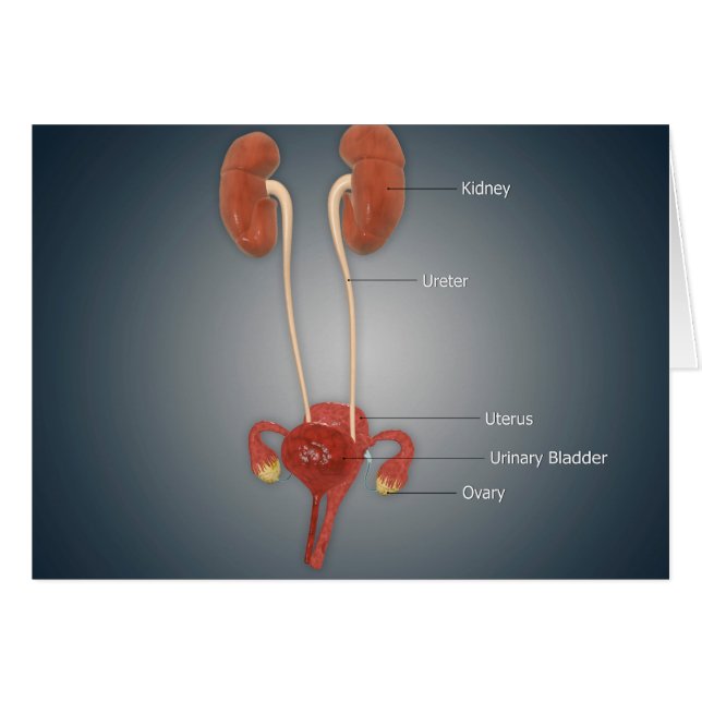 Weibliche Uterus mit Ovarien, Nieren und Blase (Vorderseite (Horizontal))