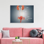 Weibliche Uterus mit Ovarien, Nieren und Blase Leinwanddruck (Insitu (Wohnzimmer))