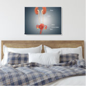 Weibliche Uterus mit Ovarien, Nieren und Blase Leinwanddruck (Insitu (Schlafzimmer))
