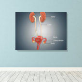 Weibliche Uterus mit Ovarien, Nieren und Blase Leinwanddruck (Insitu (Holzboden))