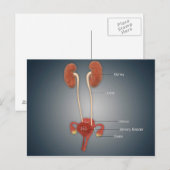 Weibliche Uterus mit Ovarien, Nieren und Blase Postkarte (Vorne/Hinten)