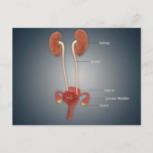Weibliche Uterus mit Ovarien, Nieren und Blase Postkarte (Vorderseite)