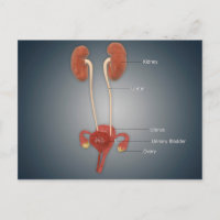 Weibliche Uterus mit Ovarien, Nieren und Blase