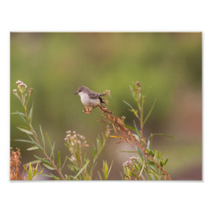 Weibliche Vermilion Flycatcher Fotodruck