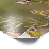 Weibliche Vermilion Flycatcher Fotodruck (Ecke)