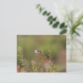 Weibliche Vermilion Flycatcher Postkarte (Stehend Vorderseite)