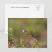 Weibliche Vermilion Flycatcher Postkarte (Vorne/Hinten)