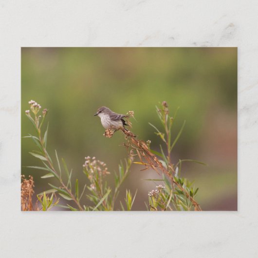 Weibliche Vermilion Flycatcher Postkarte (Vorderseite)