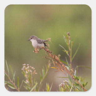 Weibliche Vermilion Flycatcher Quadratischer Aufkleber