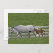 Weibliche Vollblüter und junge Fohlen Postkarte (Vorne/Hinten)