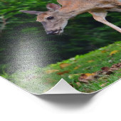 Weibliche Whitetail Deer Fotodruck (Ecke)