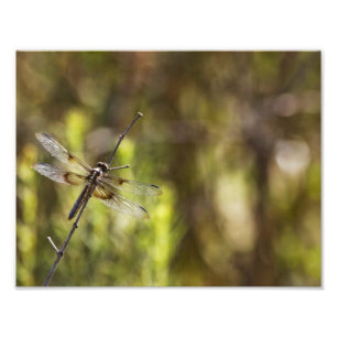 Weibliche Witwe Skimmer auf einem Stock Fotodruck