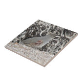 Weiblichen Gambels Wachteln Fliese (Seite)