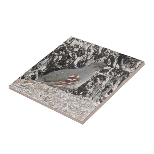 Weiblichen Gambels Wachteln Fliese (Seite)