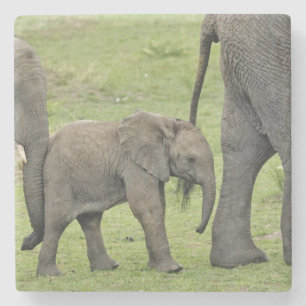 Weiblicher Afrikanischer Elefant mit Baby Steinuntersetzer
