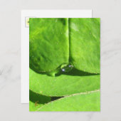 Weiblicher Bauch, Grüne Wolkengöttin Postkarte (Vorne/Hinten)