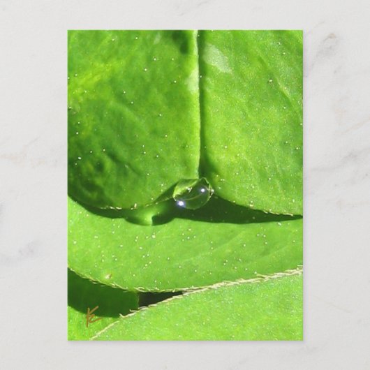 Weiblicher Bauch, Grüne Wolkengöttin Postkarte (Vorderseite)