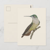 Weiblicher Calliope-Kolibri Postkarte (Vorne/Hinten)