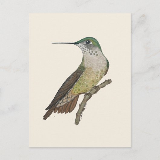 Weiblicher Calliope-Kolibri Postkarte (Vorderseite)