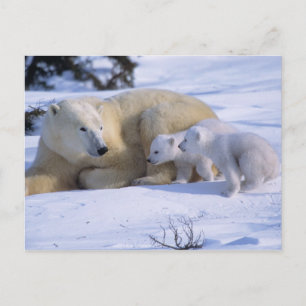 Weiblicher Eisbär liegt mit 2 Jungtieren Postkarte