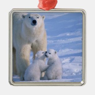 Weiblicher Eisbär steht mit 2 Jungen Ornament Aus Metall