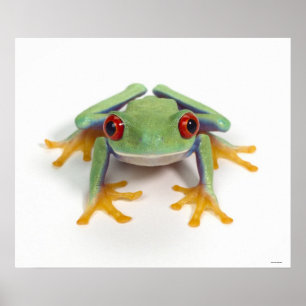 Weiblicher Frosch Poster