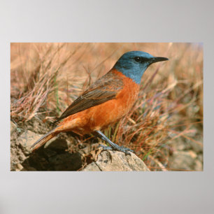 Weiblicher Kap-Felsenstar (Monticola Rupestris) Poster