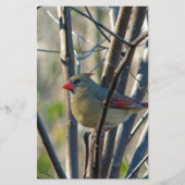 Weiblicher Kardinal Briefpapier (Vorderseite)