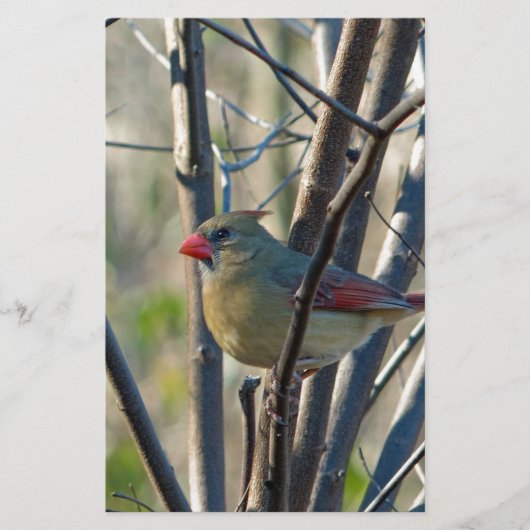 Weiblicher Kardinal Briefpapier (Vorderseite)