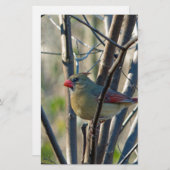 Weiblicher Kardinal Briefpapier (Vorne/Hinten)