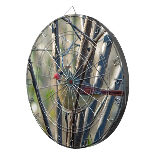 Weiblicher Kardinal Dartscheibe (Vorderseite rechts)