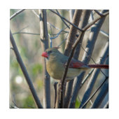 Weiblicher Kardinal Fliese (Vorderseite)