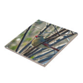 Weiblicher Kardinal Fliese (Seite)