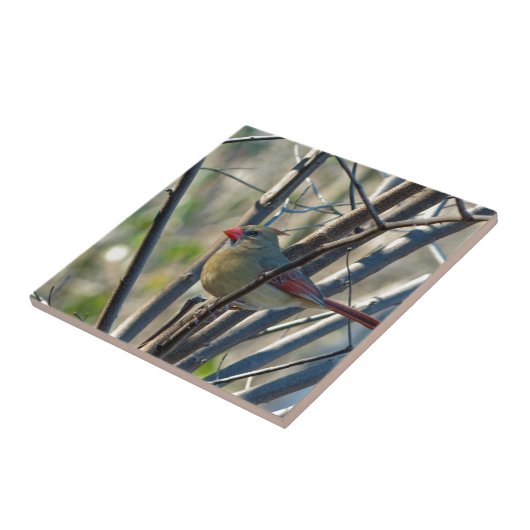 Weiblicher Kardinal Fliese (Seite)