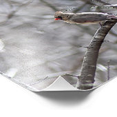 Weiblicher Kardinal Fotodruck (Ecke)