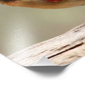 Weiblicher Kardinal Fotodruck (Ecke)