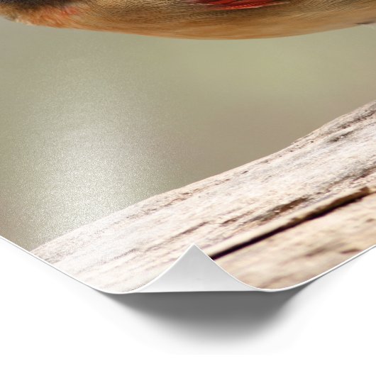 Weiblicher Kardinal Fotodruck (Ecke)