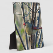 Weiblicher Kardinal Fotoplatte (Seite)