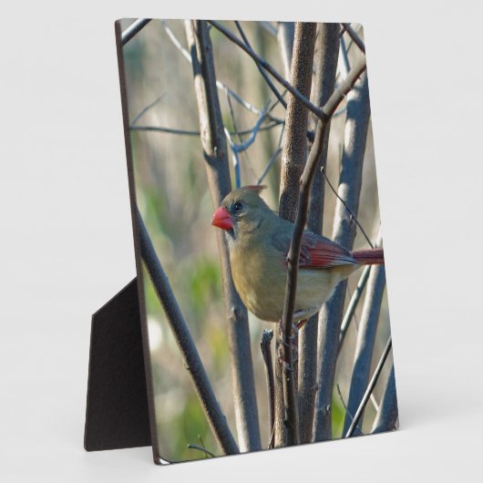 Weiblicher Kardinal Fotoplatte (Seite)