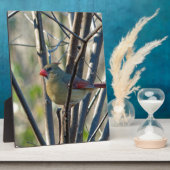 Weiblicher Kardinal Fotoplatte (Seite)