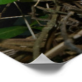 Weiblicher Kardinal Füttre Babys Poster (Ecke)