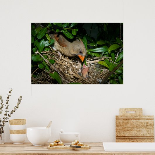 Weiblicher Kardinal Füttre Babys Poster (Küche)